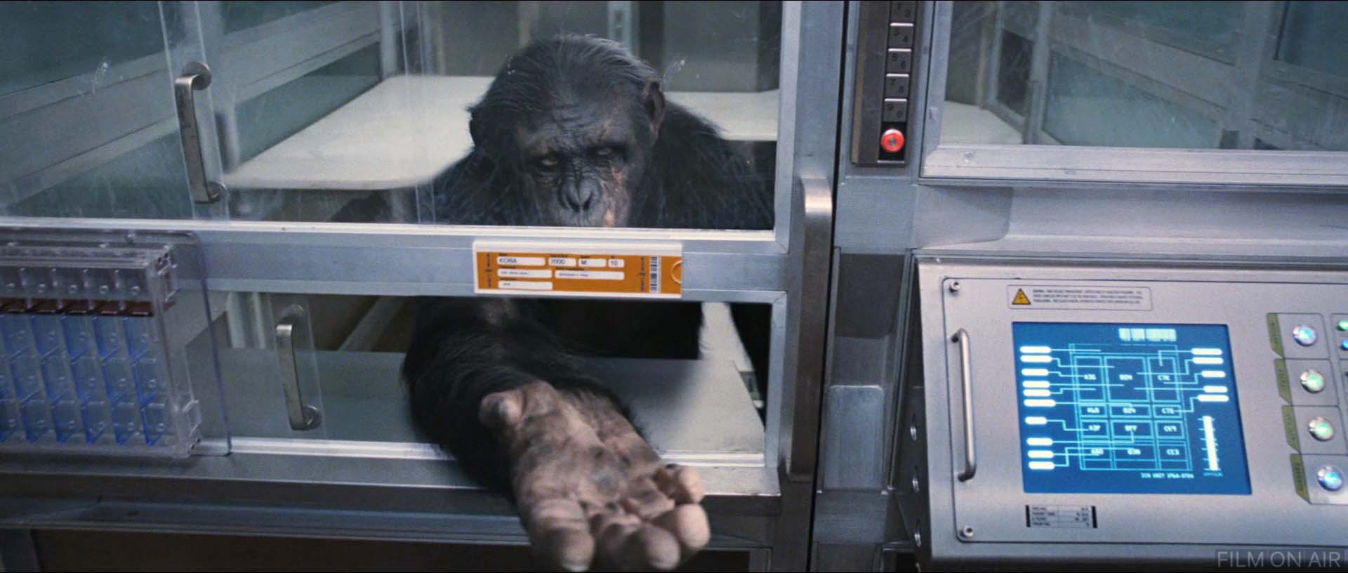 Ape Beg
 in Rise of the Planet of the Apes in Rise of the Planet of the Apes