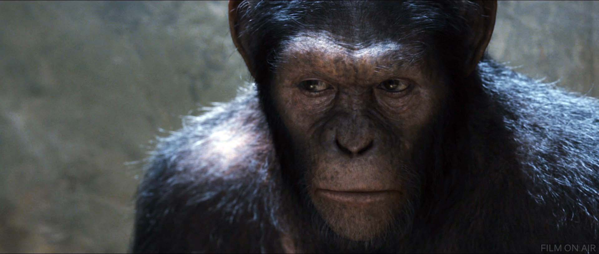 Ape Closeup
 in Rise of the Planet of the Apes in Rise of the Planet of the Apes