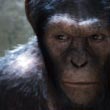 Ape Closeup
 in Rise of the Planet of the Apes