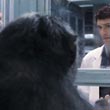 Laboratory Monkey
 in Rise of the Planet of the Apes
